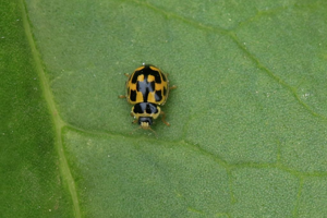 Propylea quatuordecimpunctata © Marc Corail - Parc national des Ecrins