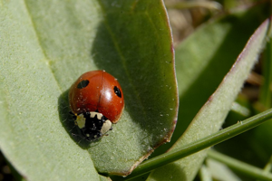 Adalia bipunctata © Mireille Coulon - Parc national des Ecrins