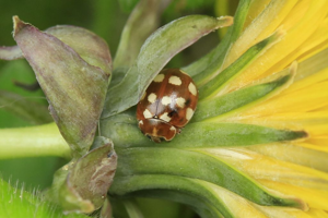 Calvia quatuordecimpunctata © Marc Corail - Parc national des Ecrins