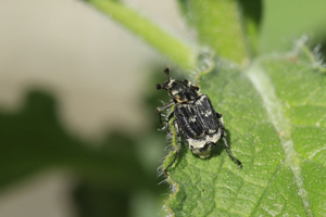 Valgus hemipterus © Marc Corail - Parc national des Ecrins