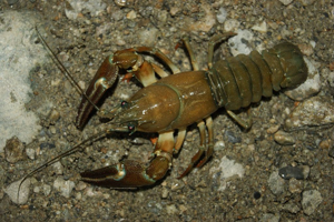 Écrevisse de Californie (L'), Écrevisse signal (L'), Écrevisse du Pacifique (L') ( Français ) © Donovan Maillard - Parc national des Ecrins