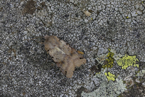 La Xanthie liturée © Marc Corail - Parc national des Ecrins