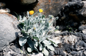 Hieracium tomentosum © Parc national des Ecrins