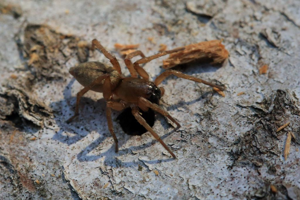 Clubiona sp © Marc Corail - Parc national des Ecrins