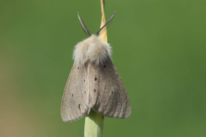 L'Ecaille mendiante, mâle © Marc Corail - Parc national des Ecrins