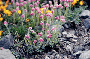 Patte de chat - Antennaria dioica © Bernard Nicollet - Parc national des Ecrins