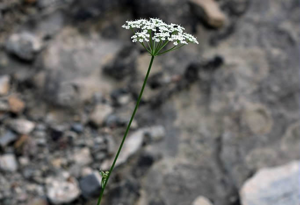 Noix de terre © Cédric Dentant - Parc national des Ecrins