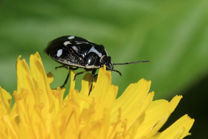 Eurydema oleracea © Marc Corail - Parc national des Ecrins