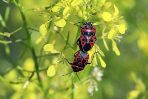 Eurydema ventralis © 