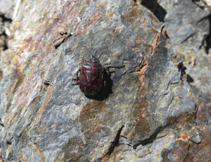 Eurydema rotundicollis © Nicolas Bertrand - Parc national des Ecrins