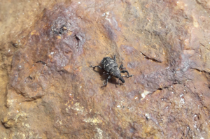 Hylobius abietis © Nicolas Bertrand - Parc national des Ecrins