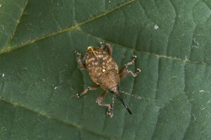 Balanin des noisettes © Parc national des Ecrins