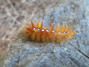 Noctuelle de l'Erable (La) - chenille © Nicolas Bertrand - Parc national des Ecrins