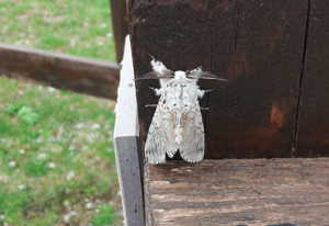Hermine (L') © Nicolas Bertrand - Parc national des Ecrins
