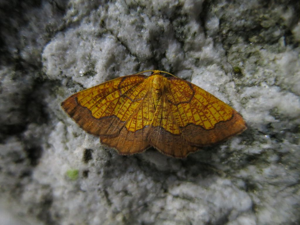 Epione vespérale (L') , Epione parallèle (L') © Nicolas Bertrand - Parc national des Ecrins