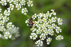 Le Clairon à épaulettes © Marc Corail - Parc national des Ecrins