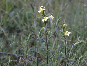 Euphraise visqueuse © Bernard Nicollet - Parc national des Ecrins