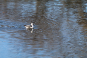 Phalarope à bec large © Henry Ripert - Parc national des Ecrins