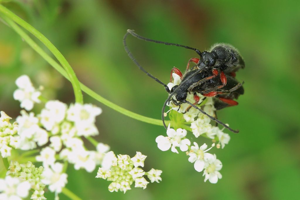 Anoplodera rufipes © Marc Corail - Parc national des Ecrins