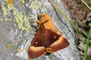 Le Bombyx du chêne - mâle et femelle © Didier Brugot - Parc national des Ecrins