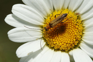 Oedemera podagrariae © Marc Corail - Parc national des Ecrins