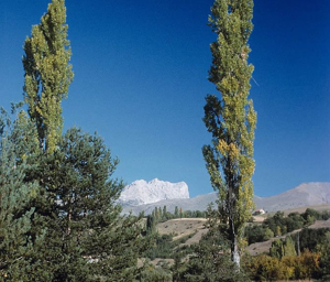 Populus nigra var. italica © Bernard Nicollet - Parc national des Ecrins