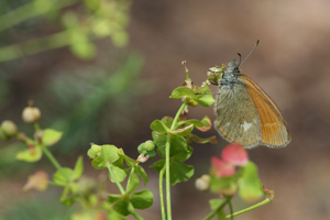 Coenonympha glycerion bertolis © Marc Corail - Parc national des Ecrins