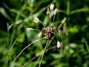 Ail maraîcher © Marie-Geneviève Nicolas - Parc national des Ecrins