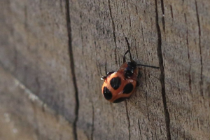 Endomychus coccineus © Marc Corail - Parc national des Ecrins