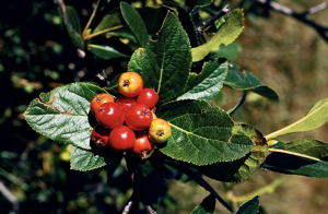 Sorbier petit néflier - fruits © Bernard Nicollet - Parc national des Ecrins