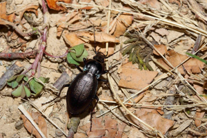 Carabus nemoralis nemoralis © Marc Corail - Parc national des Ecrins