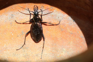 Carabus depressus © Marc Corail - Parc national des Ecrins