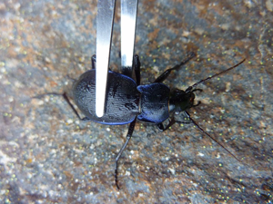 Carabus problematicus © Cyril Coursier - Parc national des Ecrins