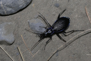 Carabus intricatus © Marc Corail - Parc national des Ecrins
