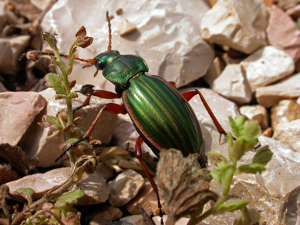 Carabus auratus © Christophe Albert - Parc national des Ecrins