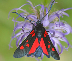 Zygaena lonicerae © Jean Raillot - GRENHA
