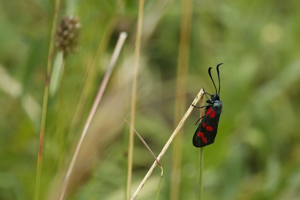 Zygaena filipendulae © Marc Corail - Parc national des Ecrins