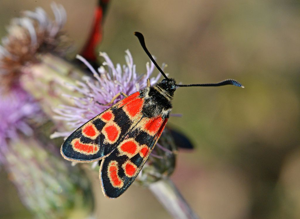 Zygaena carniolica © Jean Raillot - GRENHA