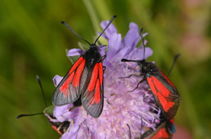 Zygaena purpuralis © Jean Raillot - GRENHA