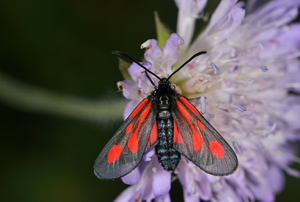 Zygaena romeo © Jean Raillot - GRENHA