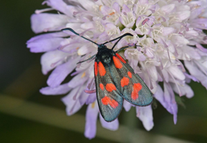 Zygaena viciae © Jean Raillot - GRENHA
