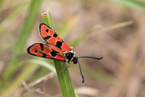 Zygaena hilaris © Pascal Saulay - Parc national des Ecrins