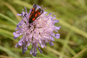 Zygaena sarpedon © Jean Raillot - GRENHA