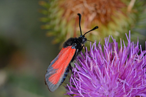Zygaena erythrus © Jean Raillot - GRENHA