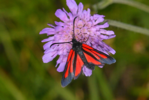 Zygaena osterodensis © Jean Raillot - GRENHA
