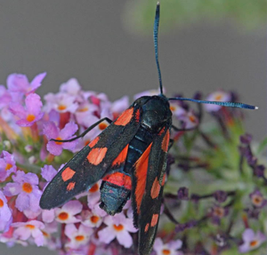 Zygaena ephialtes © Jean Raillot - GRENHA