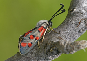 Zygaena rhadamanthus © Jean Raillot - GRENHA