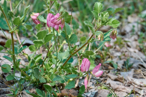 Bugrane à feuilles rondes © Emmanuel Icardo - Parc national des Ecrins