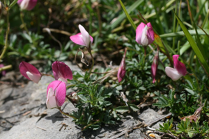 Bugrane à crête © Marie-Geneviève Nicolas - Parc national des Ecrins