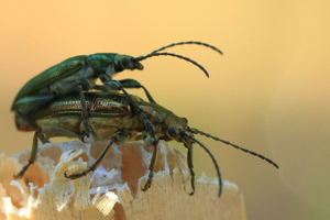 Plateumaris sericea © Marc Corail - Parc national des Ecrins